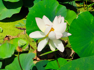Lotuses in the lake. Lotuses in the Krasnodar Territory.