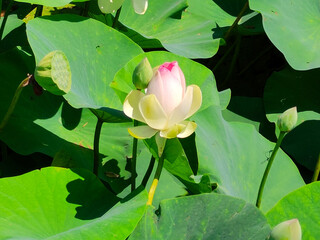 Lotuses in the lake. Lotuses in the Krasnodar Territory.