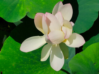Lotuses in the lake. Lotuses in the Krasnodar Territory.