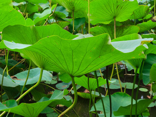 Lotuses in the lake. Lotuses in the Krasnodar Territory.