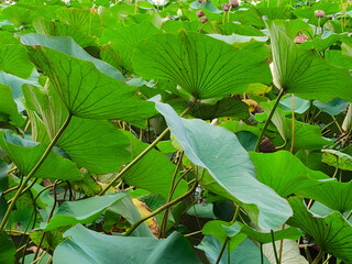Lotuses in the lake. Lotuses in the Krasnodar Territory.