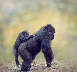 Gorilla Female with Her Baby Walking