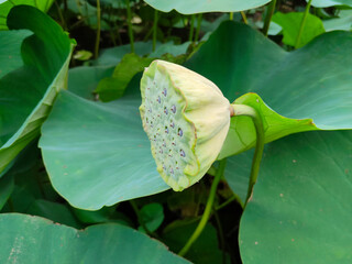 Lotus seeds on a background of green leaves.