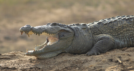 Crocodile with its mouth open basking in the sun; crocodiles resting; mugger crocodile from Sri...