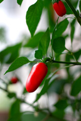 Sweet mini pepper growing in a pot on window sill of balcony. Harvest on window farm