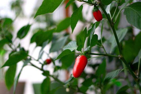 Sweet mini pepper growing in a pot on window sill of balcony. Harvest on window farm