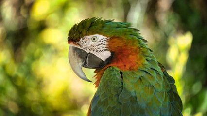 Perroquet © polkag