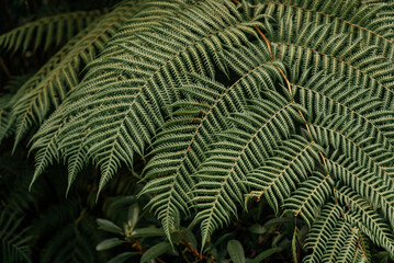 Green fern leaves texture close-up natural background