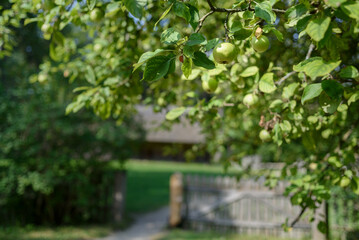 Fototapeta na wymiar Apples growing on tree on countryside. Wooden fence on background