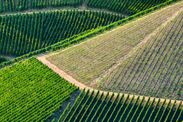 Geometric pattern of vine rows in a vineyard