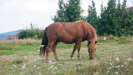 Naklejka na ściany i meble Pony marrón en pradera de hierba en zona rural
