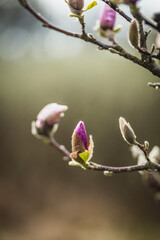 Pączek kwitnącej magnolii. 