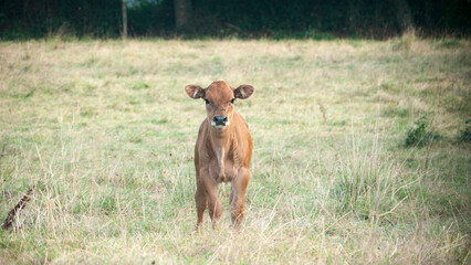 Pequeña ternera marrón en pradera de pasto