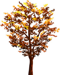 Autumn tree