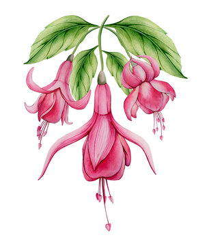 recommend clip art: Pink Watercolor Fuchsia Flower and Leaf Isolated Clipart on White Background. Watercolour Floral Sublimation. Tropical, Exotic Flower Composition. Perfect for Wedding Invitation, Stationary Designs