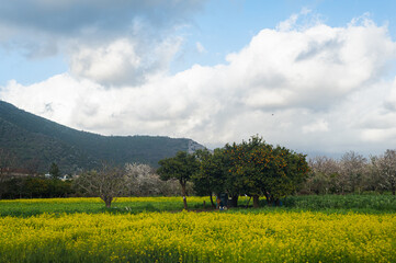 Beautiful Italian landscape - orange trees in a blooming field on the background of mountains.