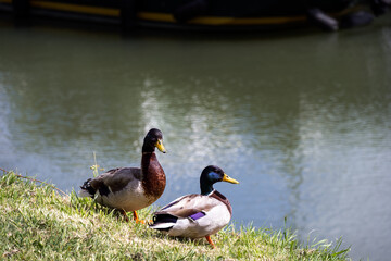 Ducks on the bank of a river