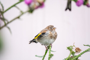 European goldfinch with juvenile plumage, feeding on the seeds of thistles. Carduelis carduelis.