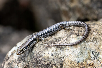 Bar-sided Skink basking on rock