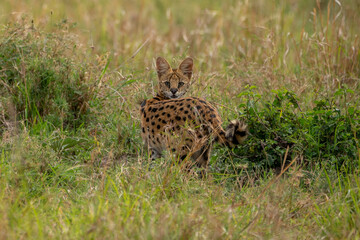 Beautiful serval cat looking back towards the camera in the Masai Mara National Reserve in Kenya, Africa