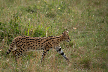 Beautiful attentive serval cat while walking on the grass in the Masai Mara National Reserve in Kenya, Africa