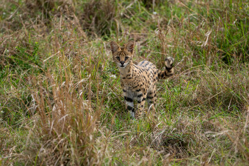 Beautiful serval cat looking in our direction on the grass in the Masai Mara national reserve in Kenya, Africa
