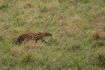 Beautiful serval cat running with its ears up on the grass in the Masai Mara National Reserve in Kenya, Africa