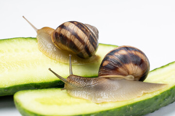 Two large helix pomatia snails crawl on cucumbers and eat them
