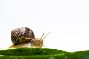 Large grape garden snail Helix pomatia sits and eats cucumber. A place for text on a white background.