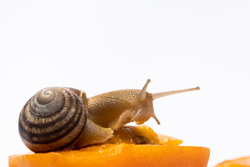 Beautiful large snail Helix pomatia sits on an apricot, a place for text.