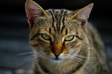 portrait. portrait of a cat in natural light.