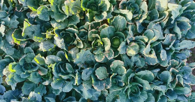 Cabbage garden. Fresh organic homegrown vegetables, top aerial view 4k video