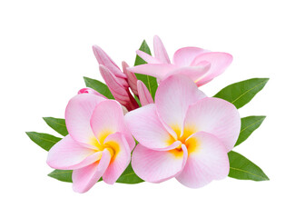 Fototapeta premium Pumeria, on white background