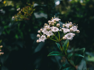 white flowers in the garden