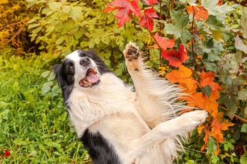 Naklejka na ściany i meble Funny smiling puppy dog border collie playing jumping on fall colorful foliage background in park outdoor. Dog on walking in autumn day. Hello Autumn cold weather concept