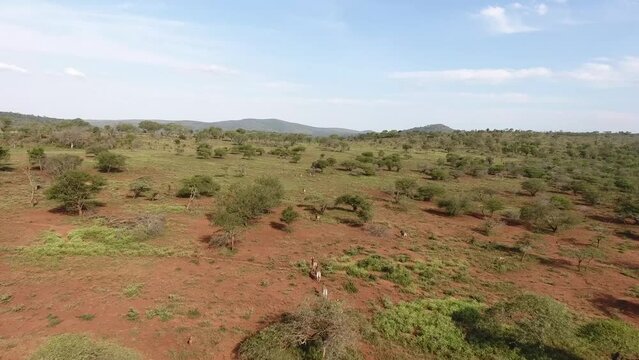Herds of wildlife running through the KwaZulu-Natal
bush