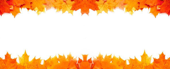 Frame of orange maple leaves on white background. Banner. Autumn, fall design. Copy space for text.