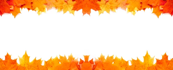 Foto op Canvas Frame van oranje esdoorn bladeren op witte achtergrond. Banier. Herfst, herfstontwerp. Ruimte voor tekst kopiëren. © Iana Alter