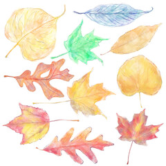 Watercolor Colorful Autumn Leaves Isolated on White