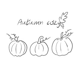 Doodle illustration of a pumpkin.Line art Autumn illustration with pumpkins for postcards, posters, decor, advertising.