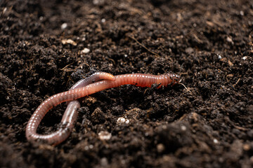 Big beautiful earthworm in the black soil, close-up. - obrazy, fototapety, plakaty