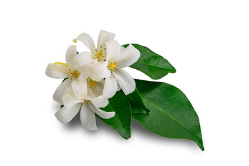 Orange jasmine flowers with leaves isolated on white background with clipping path.