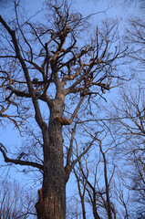 Fototapeta na wymiar 冬の巨木と青空