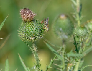 Red-legged Grasshopper on thistle