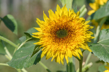 Bright yellow Sunflower