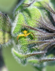 Northern Crab Spider on fuzzy flower