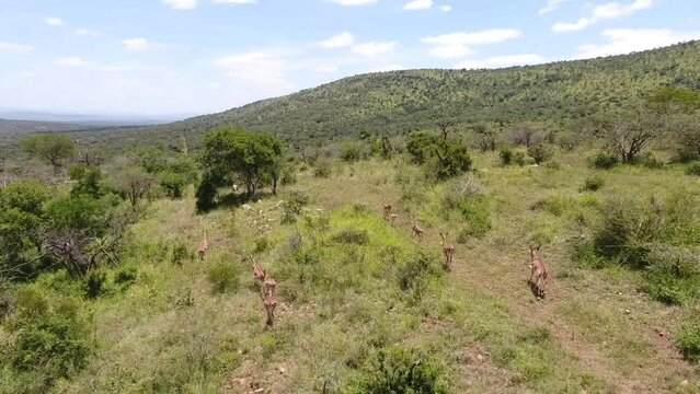 Herds of wildlife running through the KwaZulu-Natal
bush