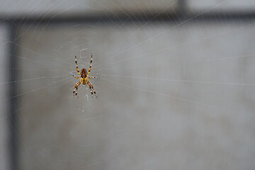 Kreuzspinne in ihrem Netz vor einer Wand