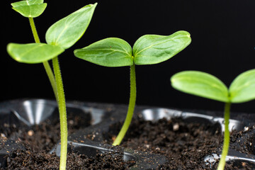 Growing cucumbers from seeds. Step 4 - First Sprouts