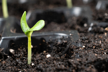 Growing cucumbers from seeds. Step 4 - First Sprout